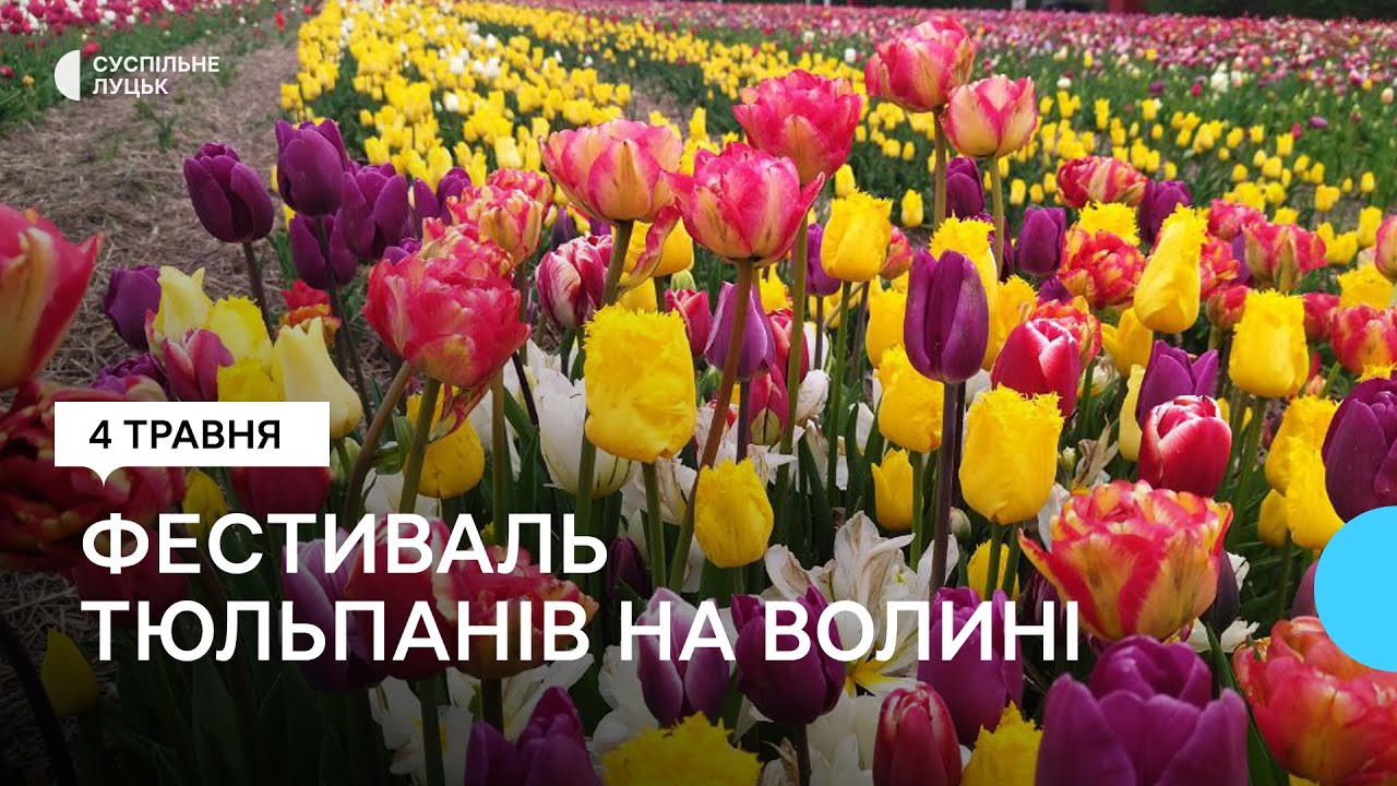 35 км від Луцька: на Волині стартував фестиваль тюльпанів 