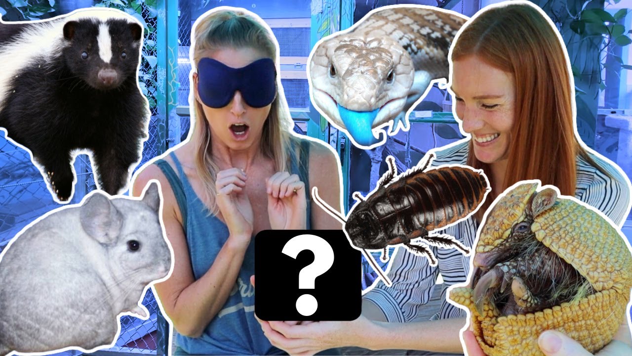 Guess The Animal By Touch (BLINDFOLDED) feat. Animal Wonders Montana