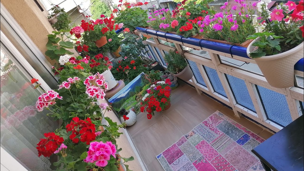 KIŞ BAHÇEM BALKON ÇİÇEKLERİM SARDUNYA ATLAS ÇİÇEĞİ My winter garden balcony flowers my flower care
