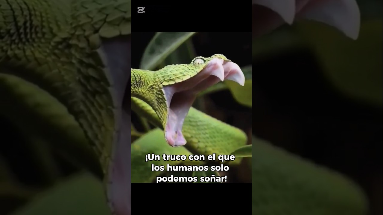 ¿Por qué BOSTEZAN las SERPIENTES? 