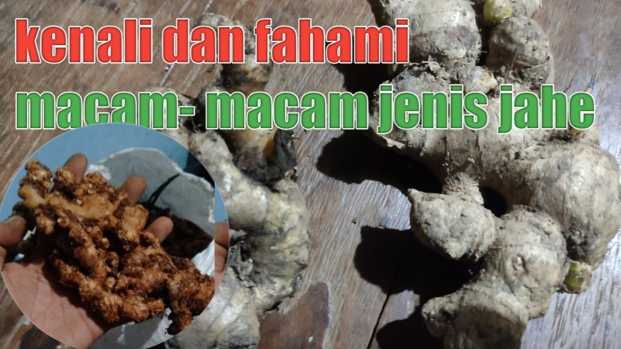 cara membedakan jahe emprit dan jahe gajah #jahegajah #perbedaan