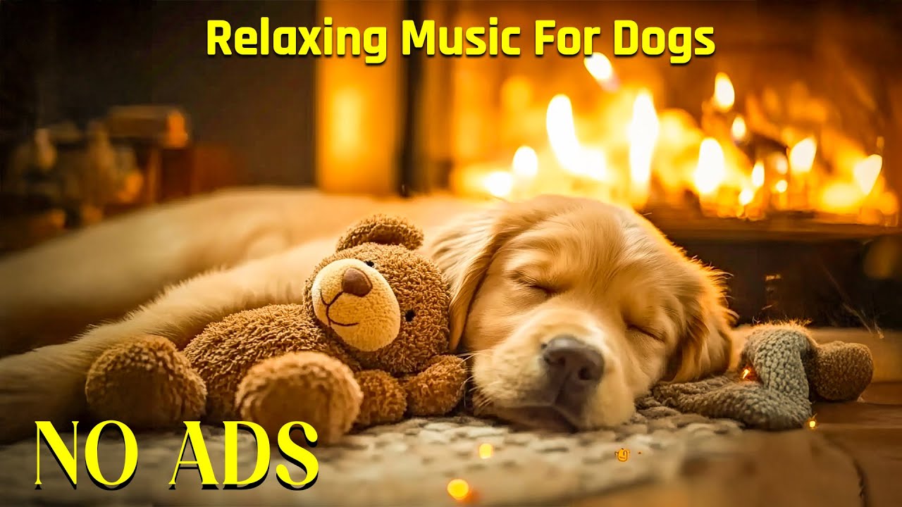 Успокаивающая музыка для собак 24 часа в сутки🎵🐶Музыка для снятия тревоги разлуки🎵💖Расслабление