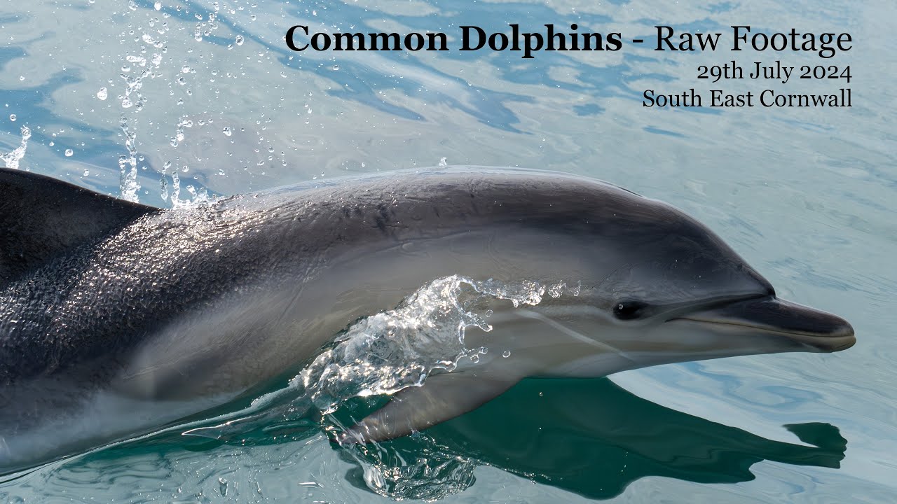 Common Dolphins off South East Cornwall - raw footage