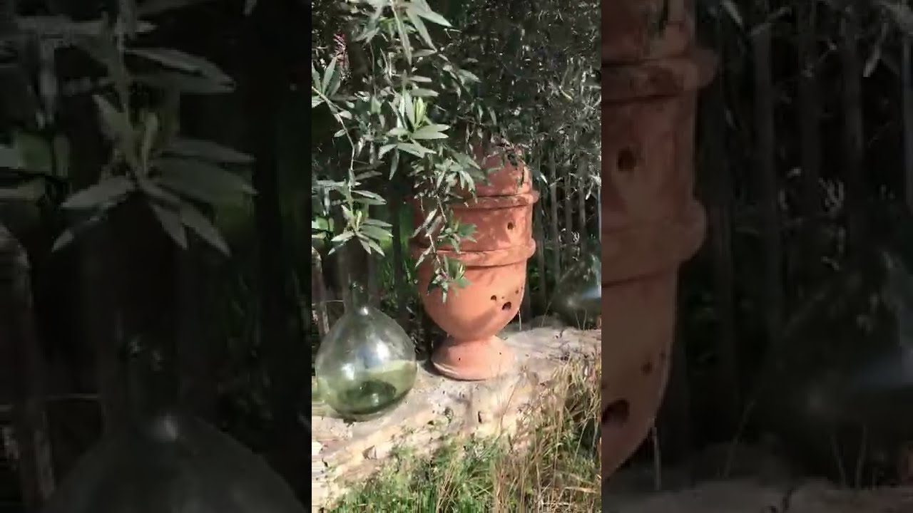 Mon jardin Marseillais du mois de f&eacute;vrier 2022