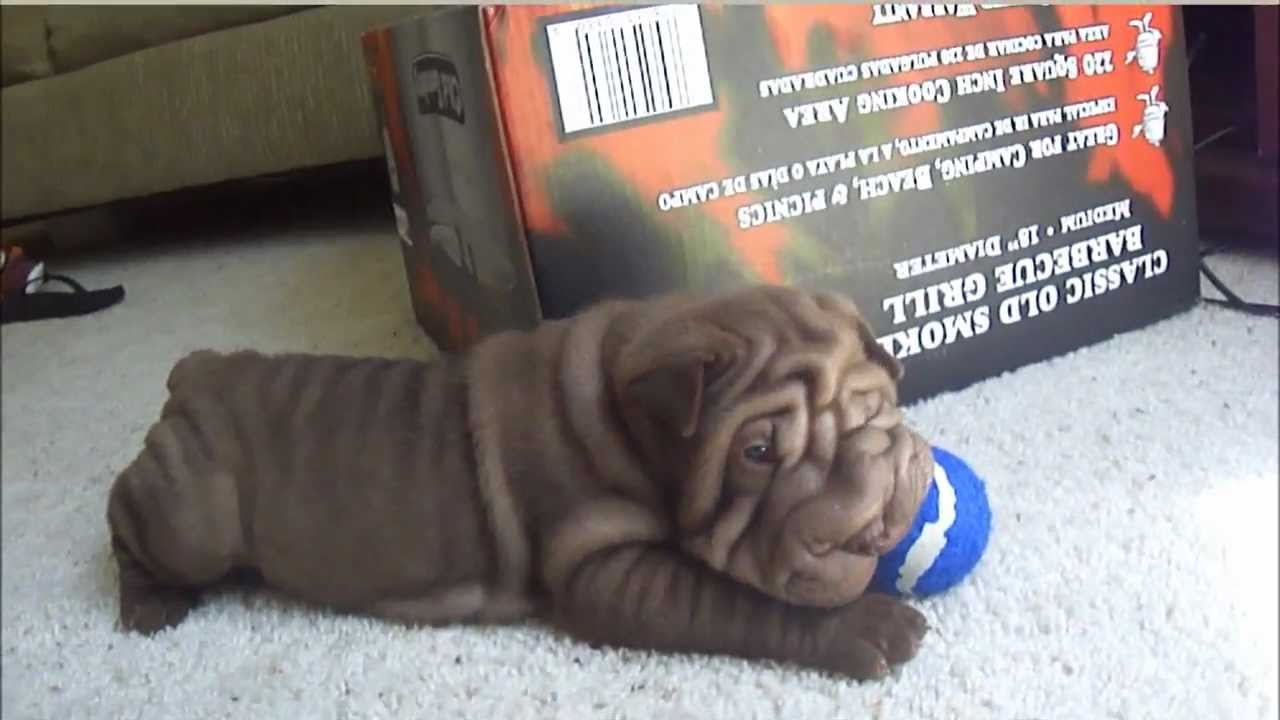 Chubbs (Chocolate/Brown Green eye'd Shar-pei)