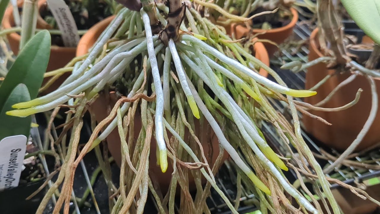 Orchid and Balcony Garden Update: How I Use Biostimulants to Keep My Plants in Thrive Mode