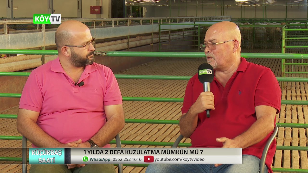 Küçükbaşlarda 1 Yılda 2 Defa Kuzulatmak Mümkün Mü ? | Küçükbaş Saati