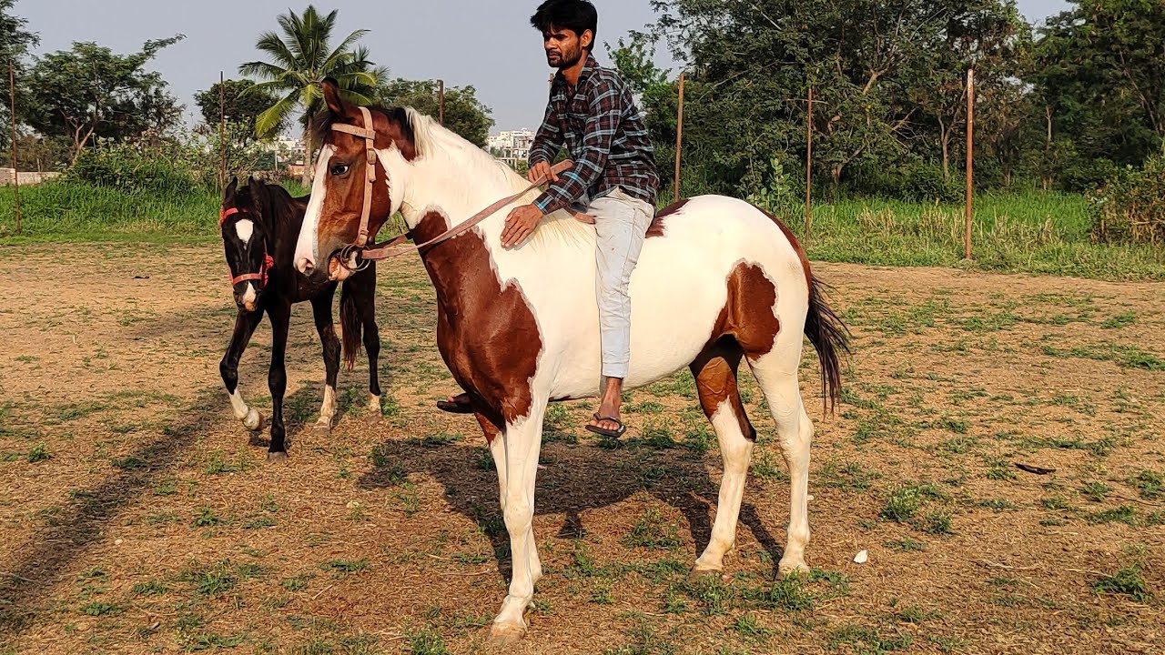 Telangana stud farm line ke ghode in Hyd #quality poni horses #marwad baby horse