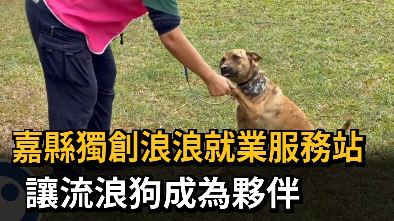嘉縣獨創浪浪就業服務站 讓流浪狗成為夥伴－民視新聞