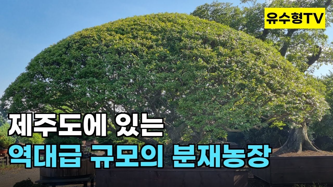 국내 최대 규모의 분재농장-제주 삼다인 농장