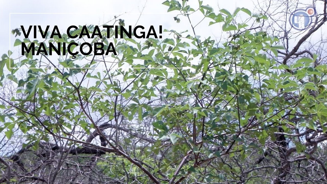 Viva Caatinga! Maniçoba
