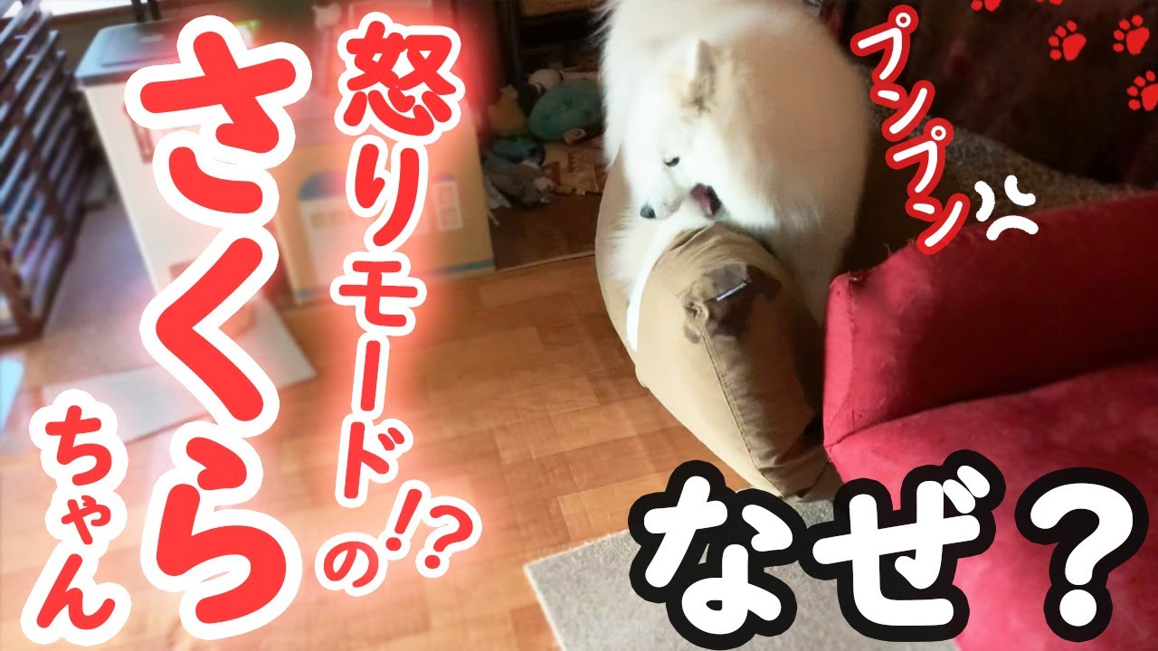 何かに怒っているかわいいサモエドさくら