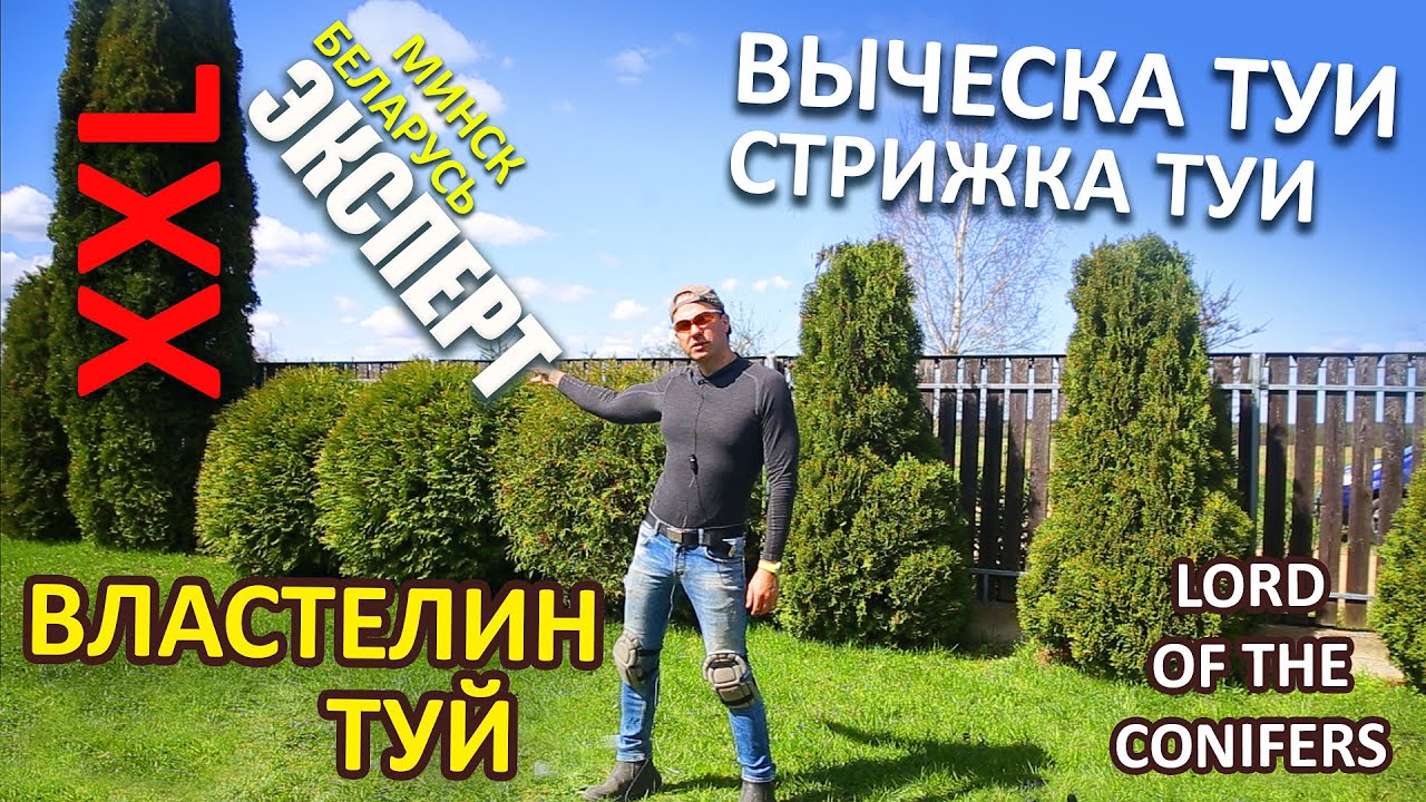 ЖЕСТКАЯ СТРИЖКА И ВЫЧЕСКА ТУИ |КАК ? /@ВЛАСТЕЛИН ТУЙ / СТРИЖКА ТУИ /Стрижка сада МИНСК