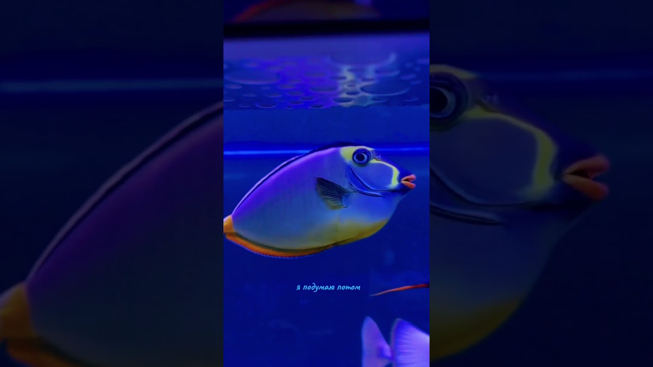 instasamka в аквариуме 🐠💄💋 