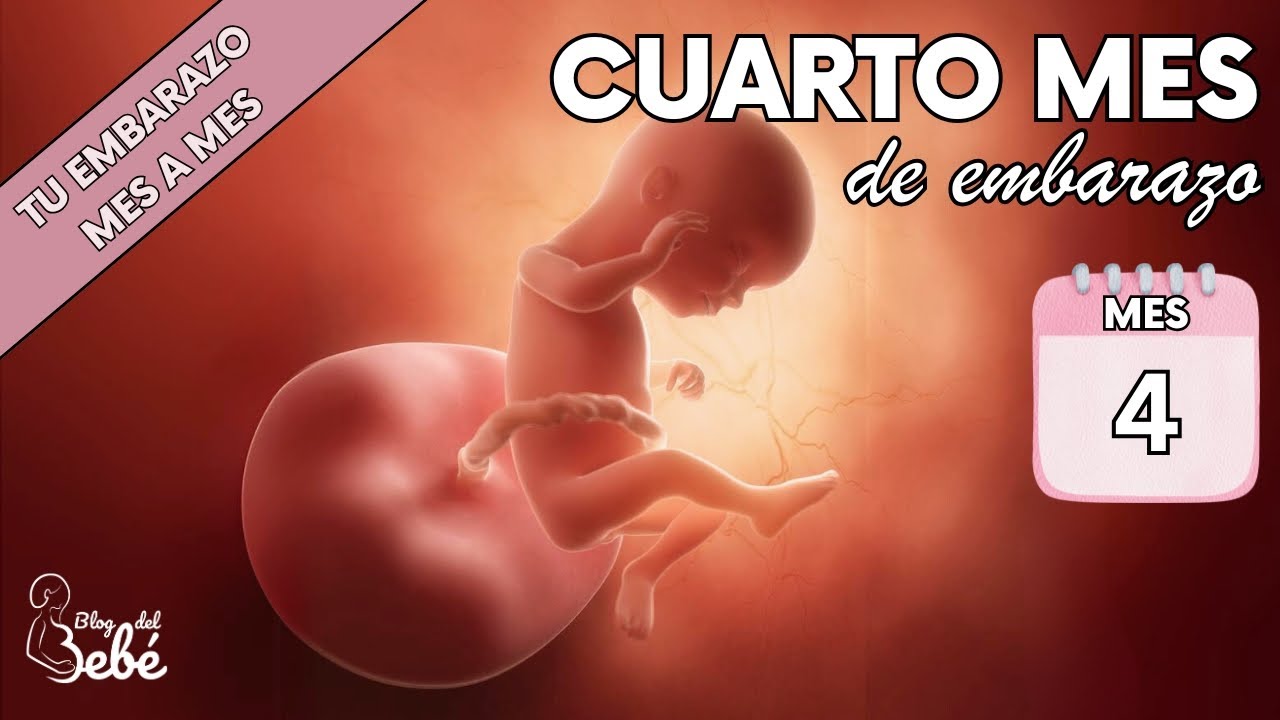❤️ Cuarto mes de embarazo 🤰 Síntomas, consejos y desarrollo del bebé | El embarazo semana a semana
