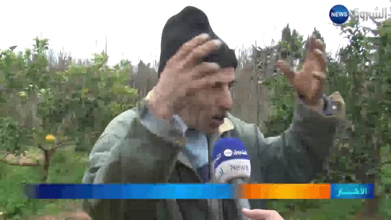 مستغانم: وصفة غريبة تزيد في وزن حبّة البرتقال إلى أكثر من 1 كلغ