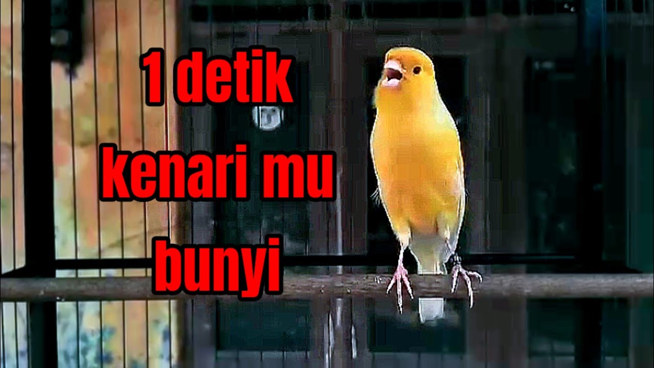 l7l Suara kenari gacor cuit cuit manjur buat pancingan kenari macet dan kenari paud!!