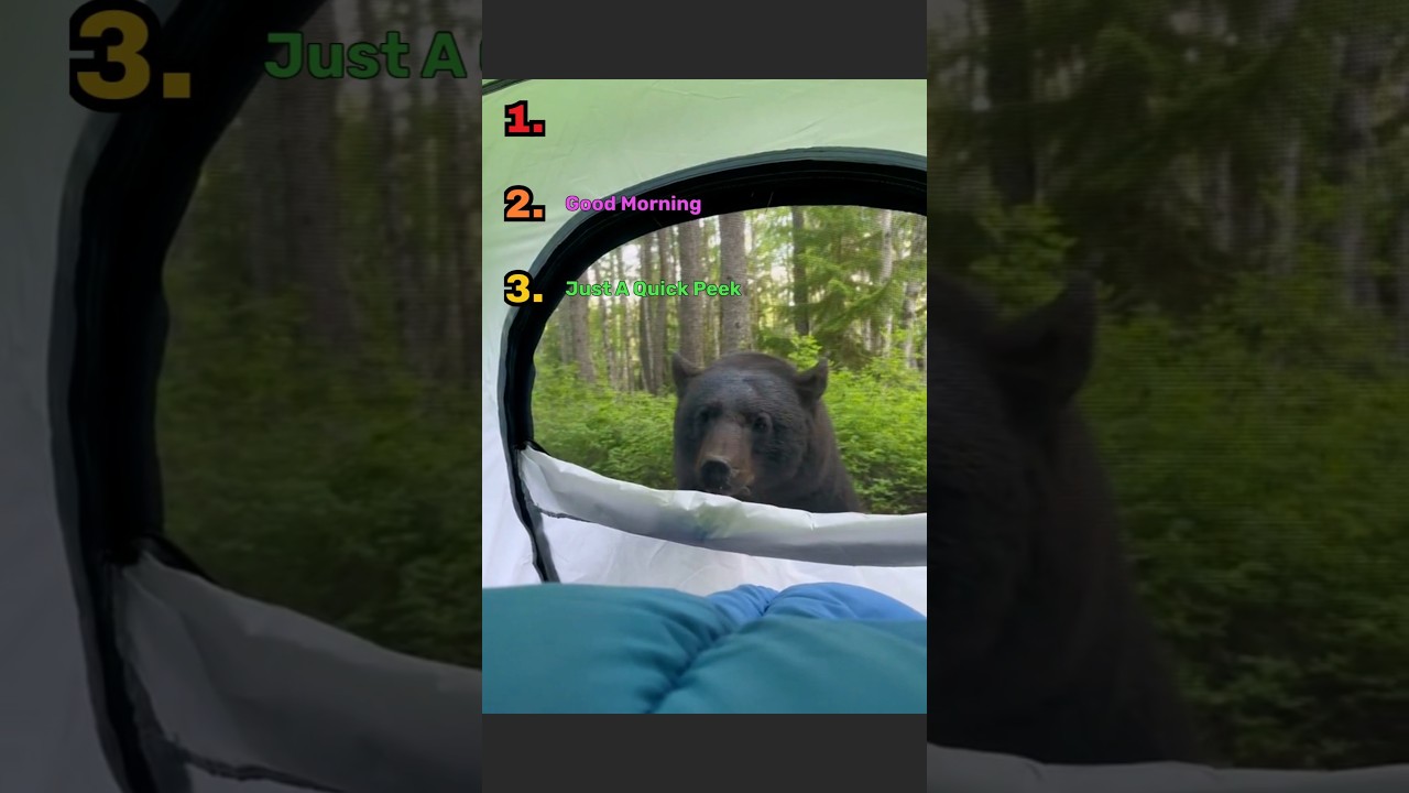 Ranking Best Wild Animal Encounter 