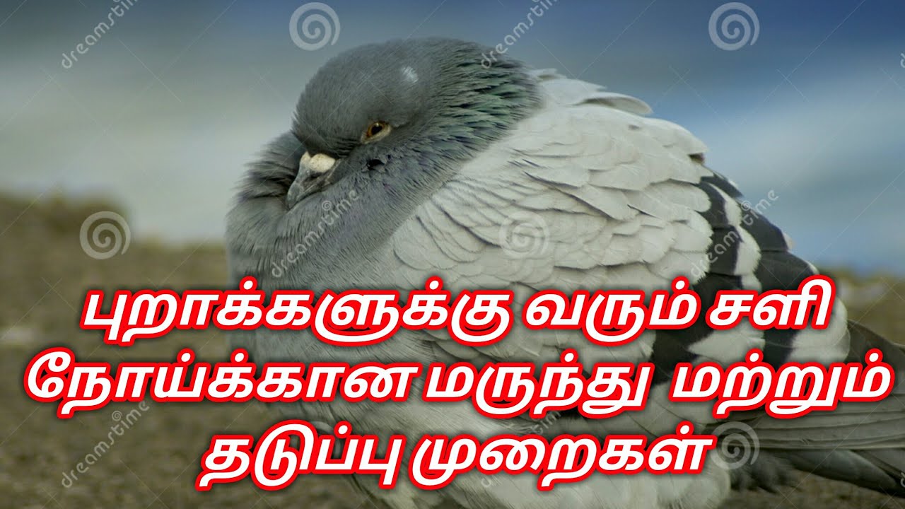 புறாக்களுக்கு வரும் சளி நோய்க்கான மருந்து  மற்றும் தடுப்பு முறைகள் | Treatment for Pigeon cold