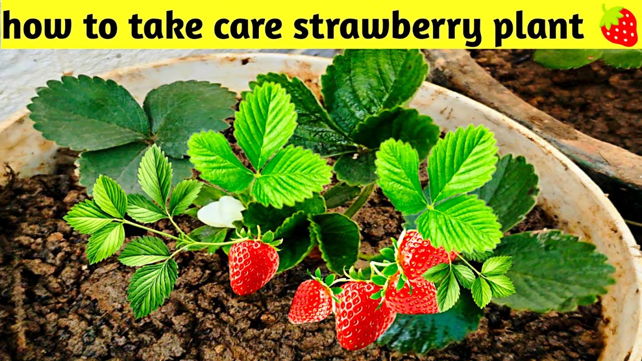 How to take care strawberry plant 🍓. 