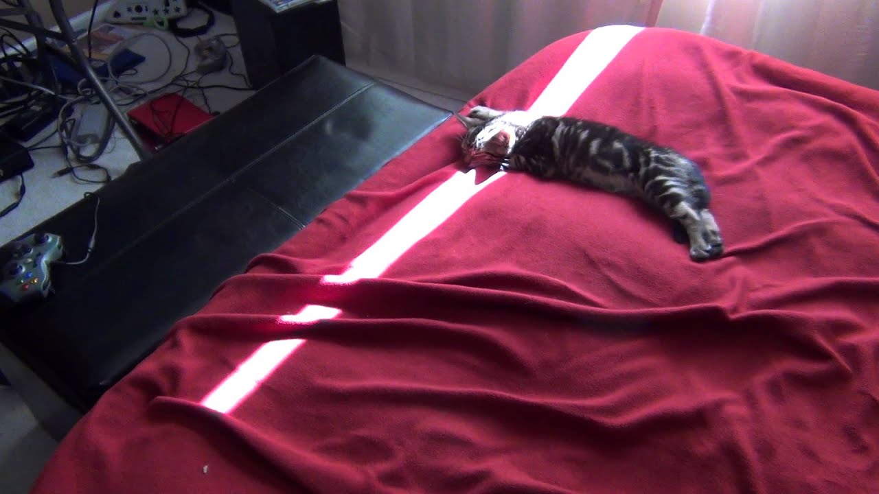 The Detroit Bed