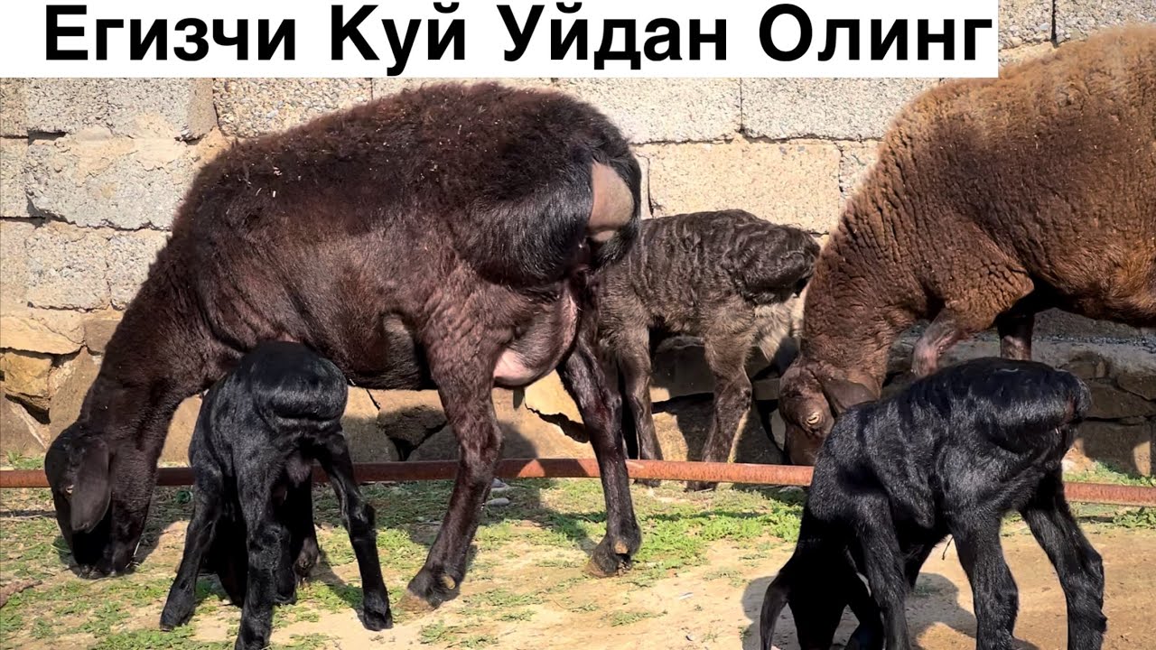 Уйдан Сотилади! ☎️+998 87 078 02 70