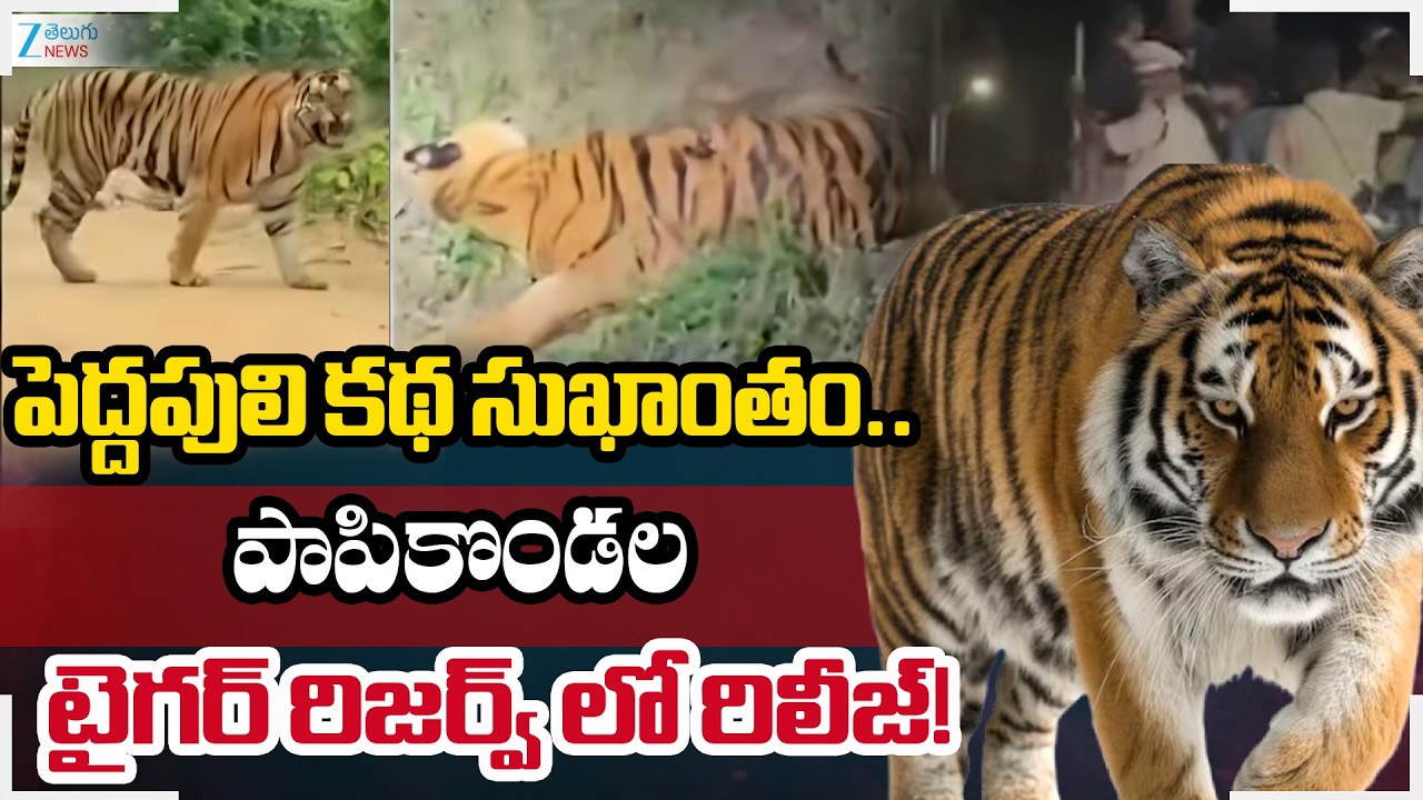 Captured tiger released into Papikonda National Park | Zee Telugu News