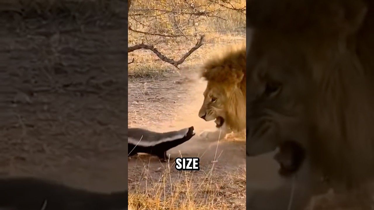 4 мелких животных, способных победить гораздо более крупных хищников