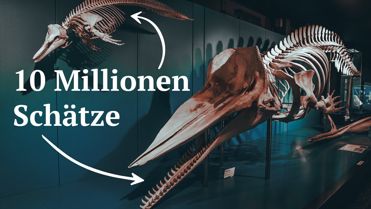 Museum für Naturkunde Hamburg