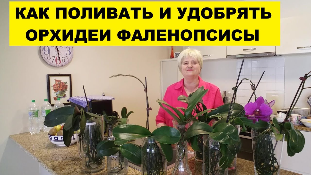 КАК ПОЛИВАТЬ И УДОБРЯТЬ ОРХИДЕИ ФАЛЕНОПСИСЫ