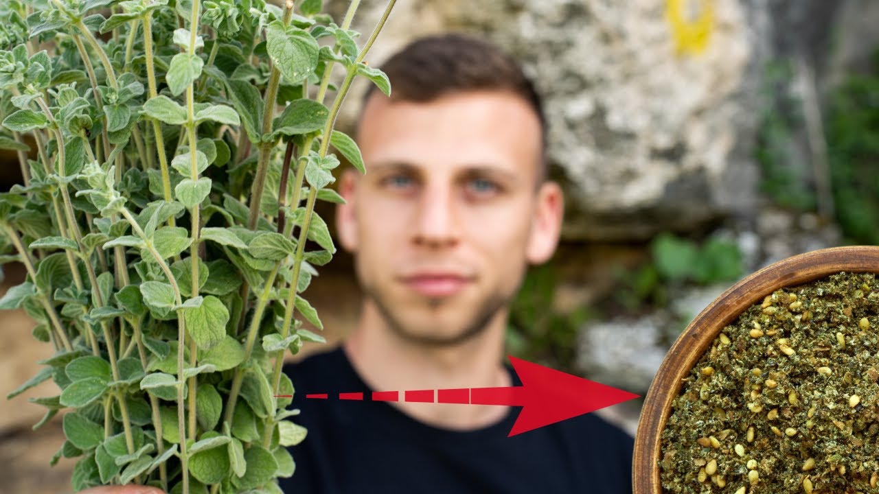 הכנתי זעתר