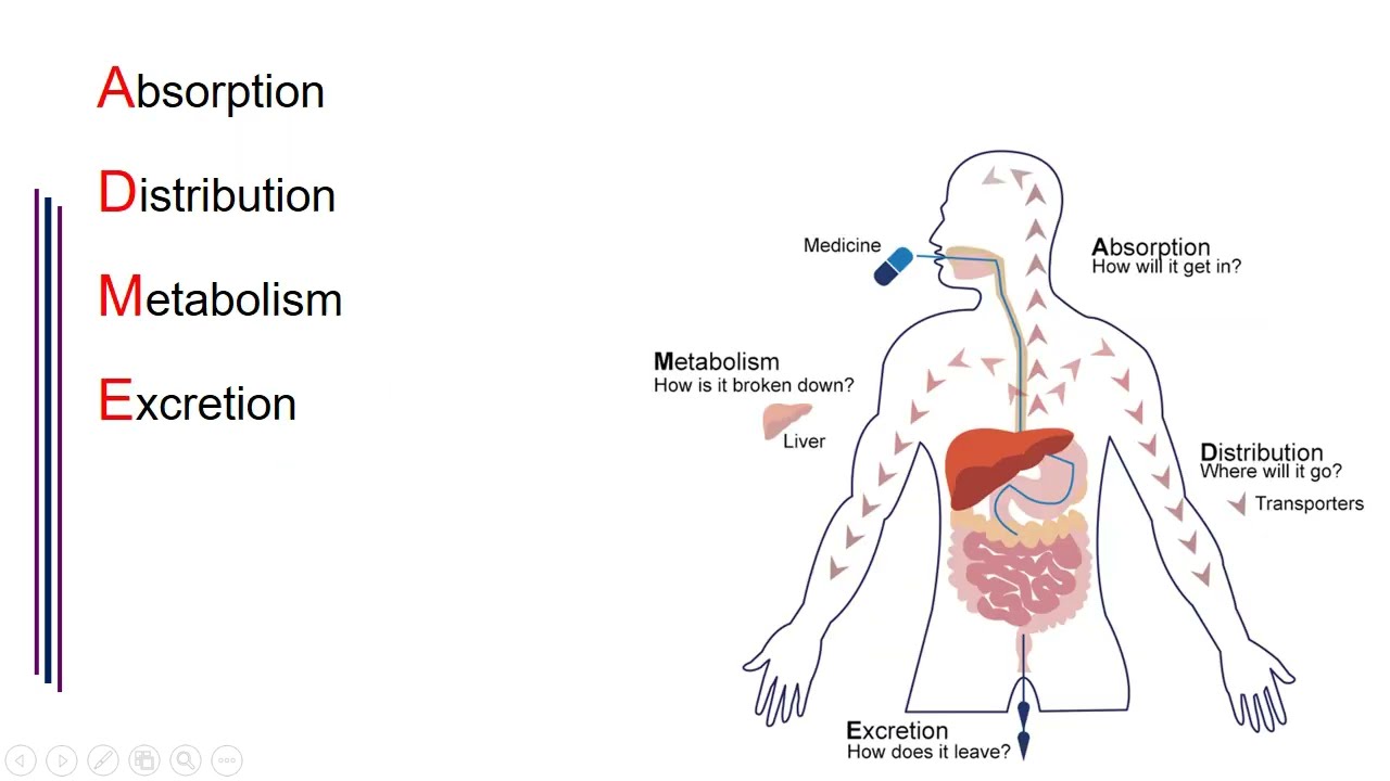 Pharmacokinetic Alterations in Critically Ill Patients｜重症藥動學：重症病人體內藥物動力學的變化