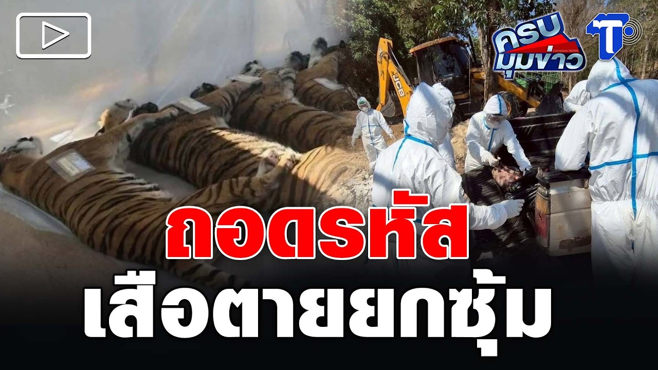 ถอดรหัส เสือตายยกซุ้ม