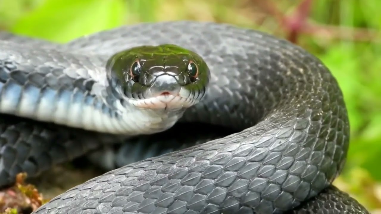 Resumen de Anfibios y Reptiles, Julio 2021-2022-2023-2024