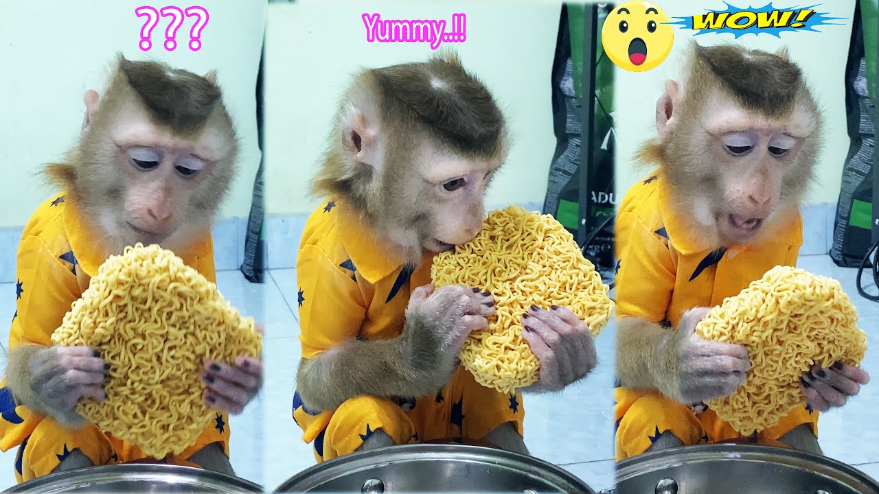 Suprised! Monkey Lyly accidentally discovered that raw instant noodles were very delicious