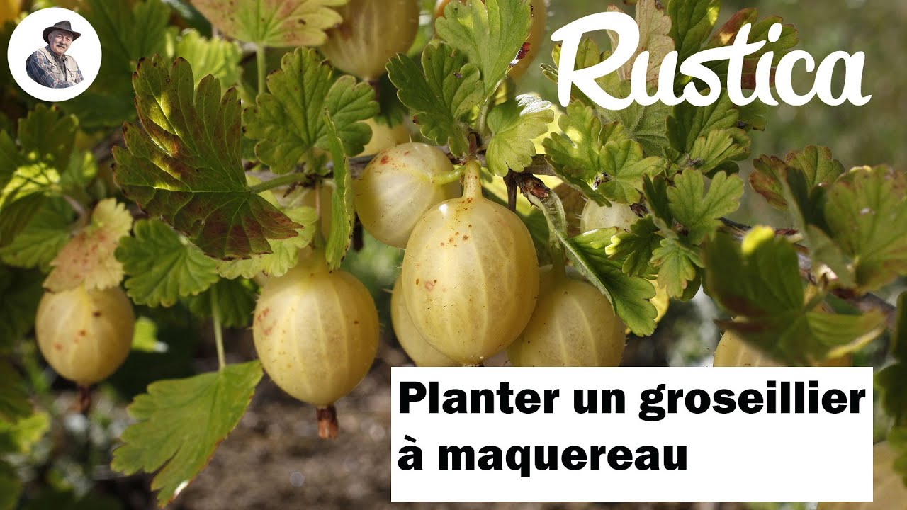 Comment planter un groseillier à maquereau