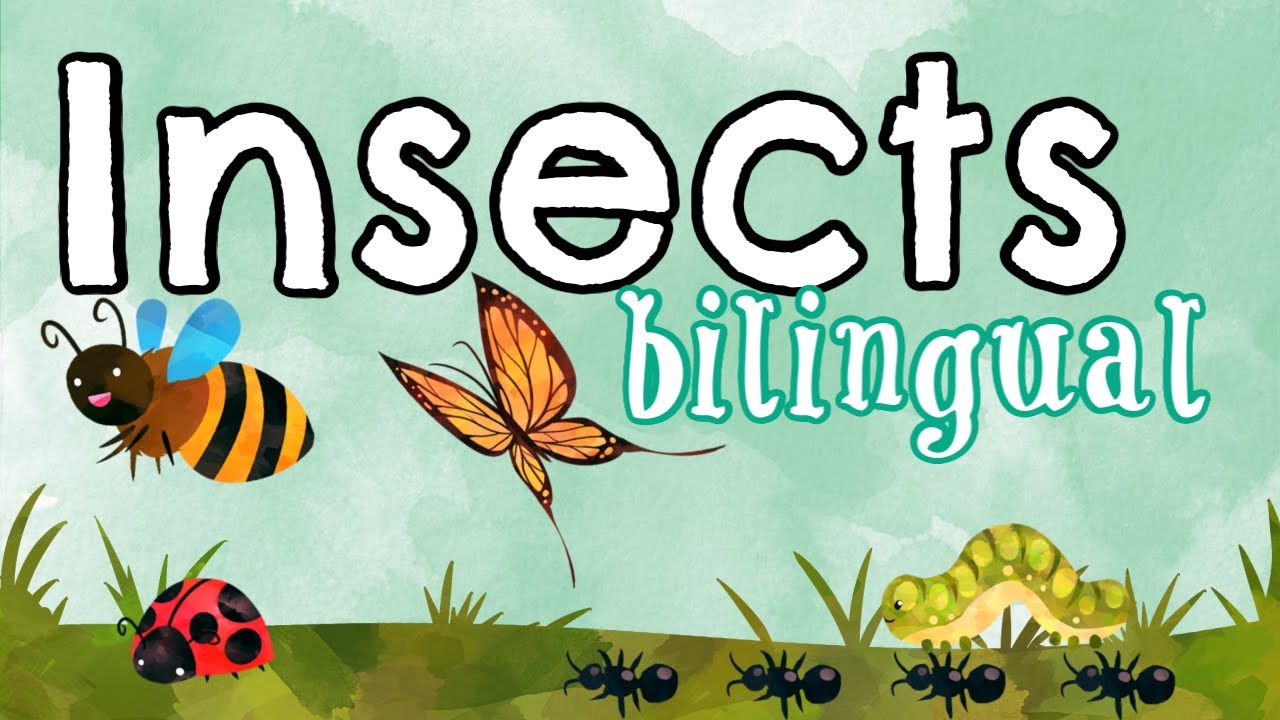 Insect Bilingual Storytime