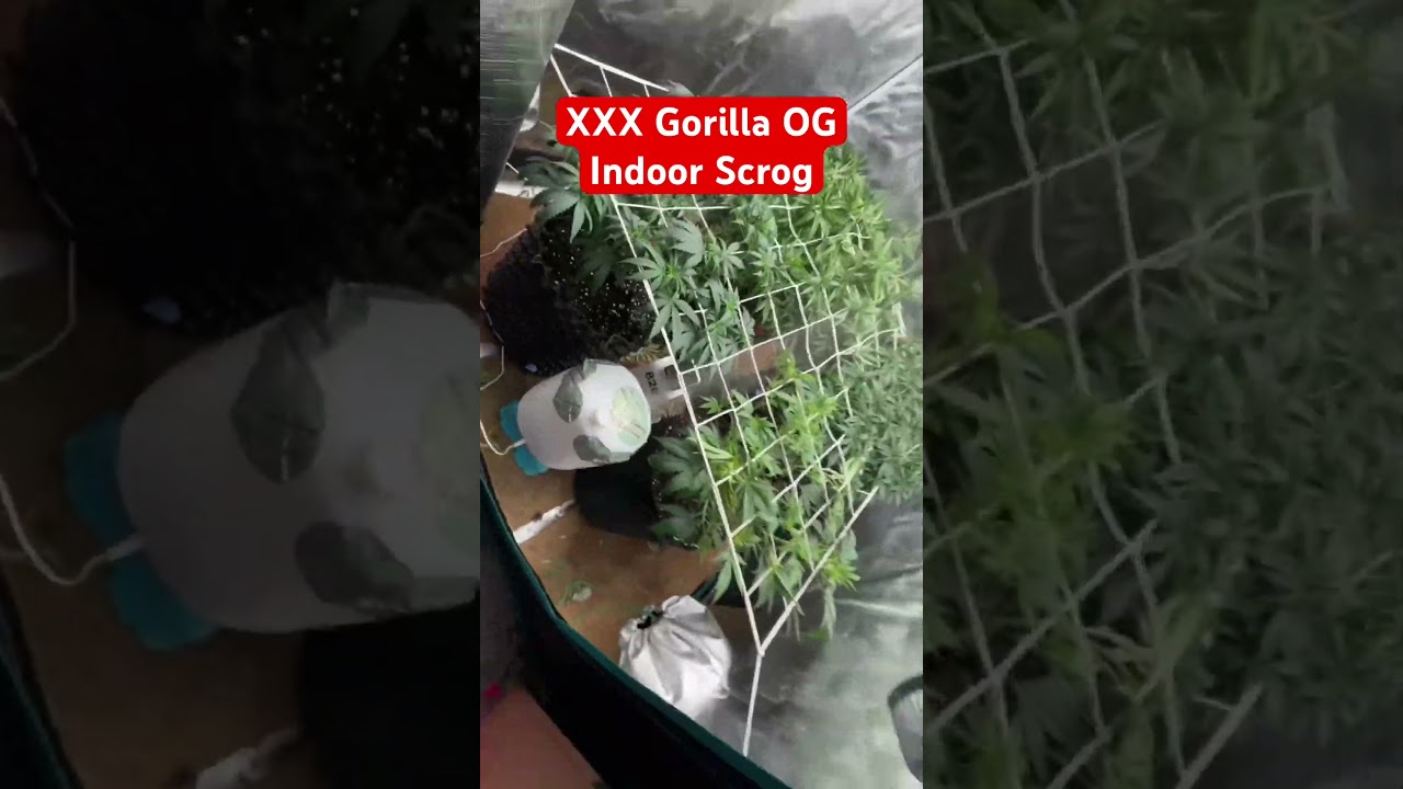 Indoor SCROG #scrog #indoorgrowing #cannabiseducation #cannabis