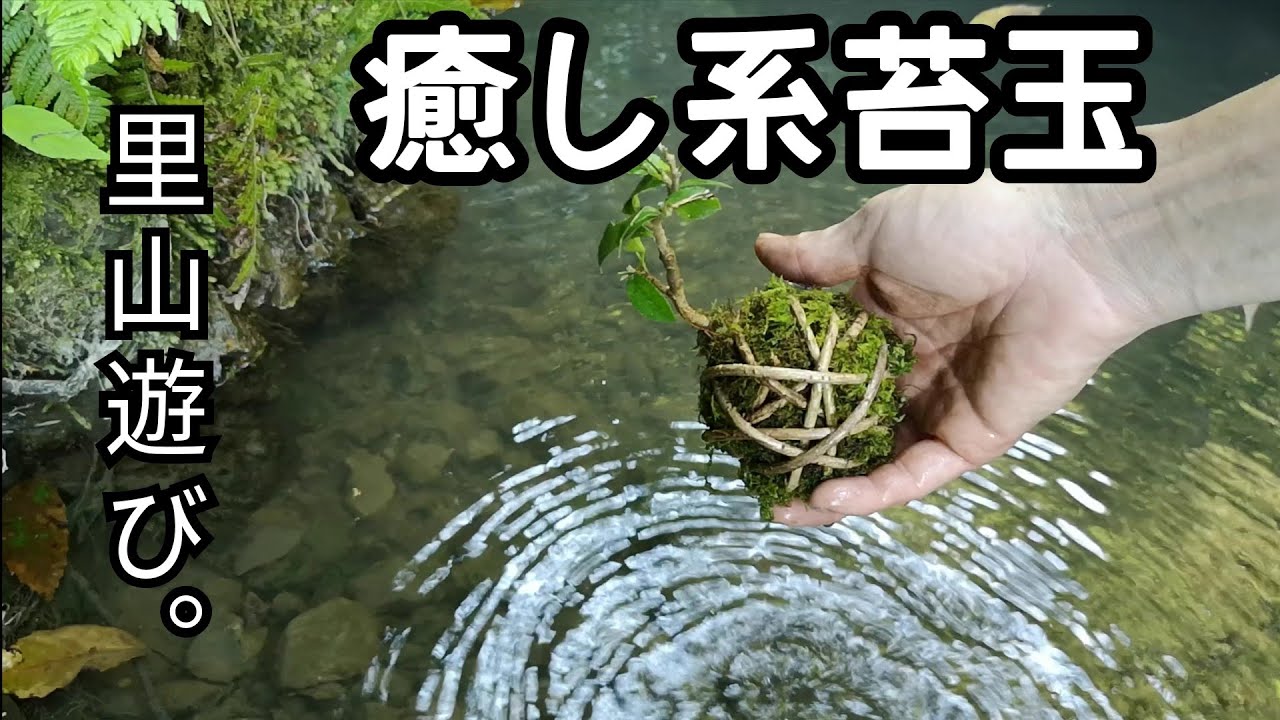 Natural bonsai/盆栽日記　＃80「里山で癒される苔玉ミニ盆栽作り｣