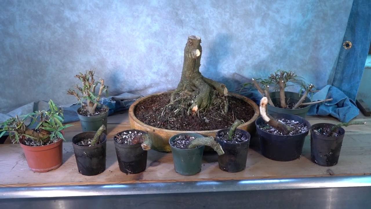 Chopping an Auction Ficus for Fun and Profit