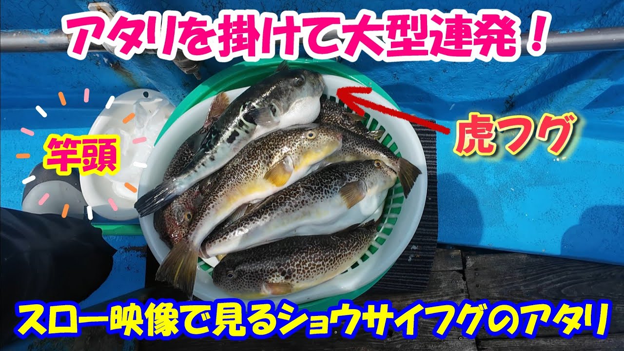 【大洗 カットウフグ 福重丸】大型連発！ショウサイフグのアタリが楽しい