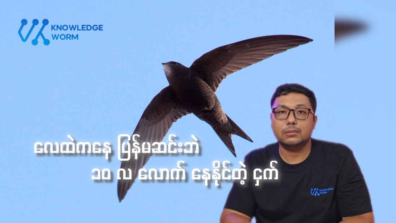 လေထဲမှာ ၁၀ လ လောက်တောင် နေနိုင်တဲ့ ငှက်တမျိုး အကြောင်း