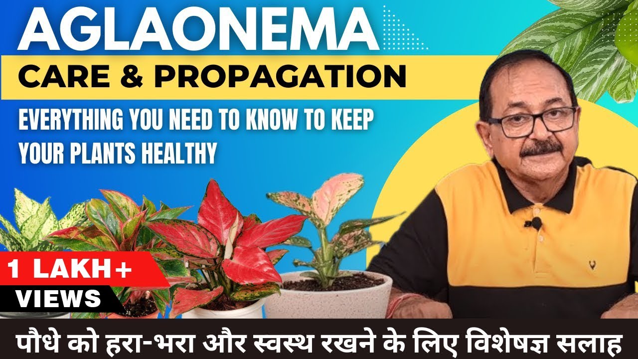 Aglaonema Care & Propagation | Everything You Need to Know to Keep Your Plants Healthy