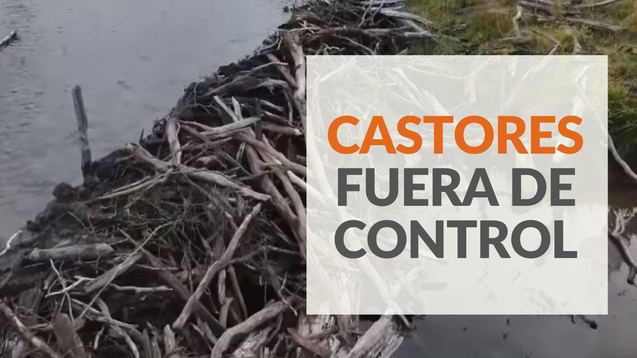 Castores, una amenaza en Chile  #ReportajesT13