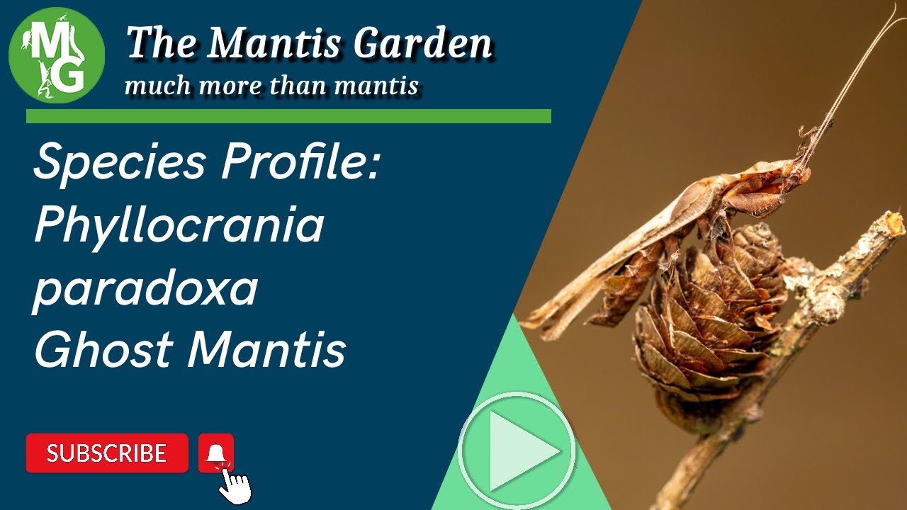 Species Profile - Phyllocrania paradoxa. The Ghost Mantis #bug #mantis #insects