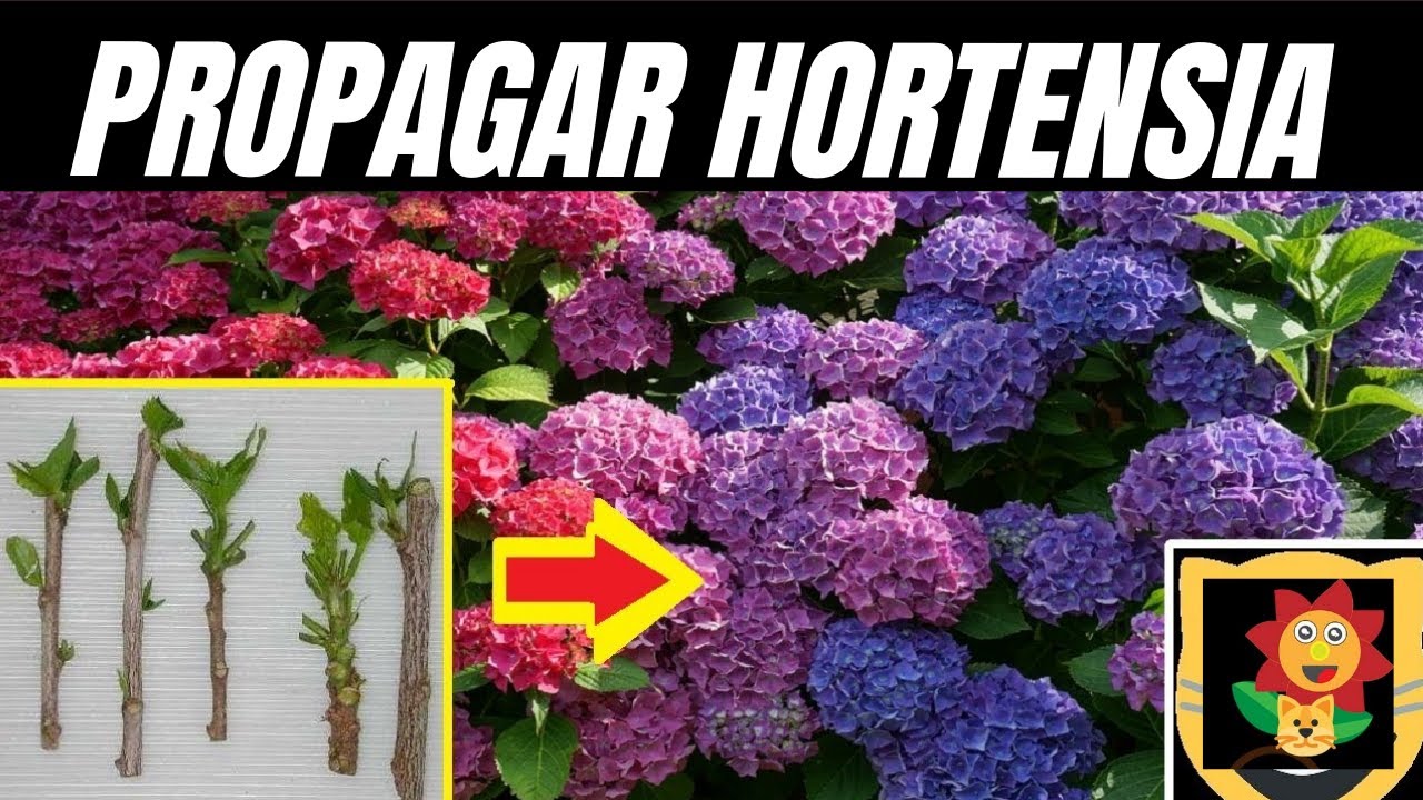 Metodo Para Reproducir Hortensias Por De Esquejes