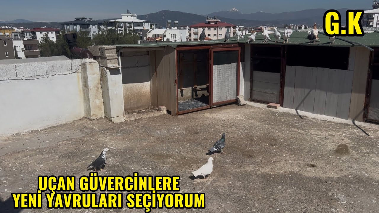 UÇAN SAYIMIZ YAKIN ZAMANDA ARTACAK YENİ GÜVERCİNLER EKLEYECEĞİM.#güvercin #güvercinvideoları 