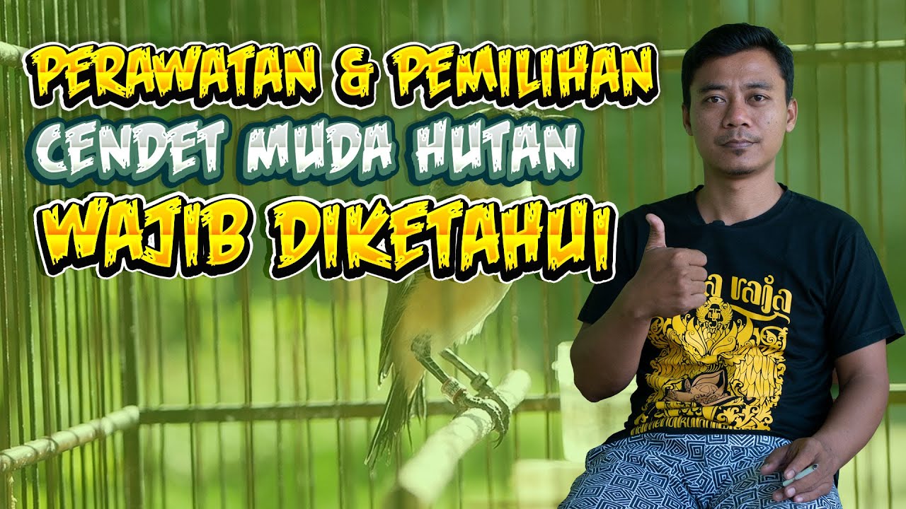 Perawatan dan Pemilihan Cendet Muda Hutan Yang Prospek Bersama Om Wawan Tiwi