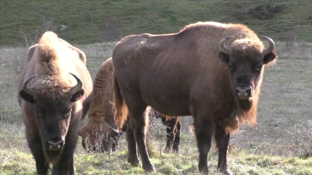 Valle de Anciles: El Valle de los Bisontes y los Fiordos Leoneses (Graellsia Ecoturismo).