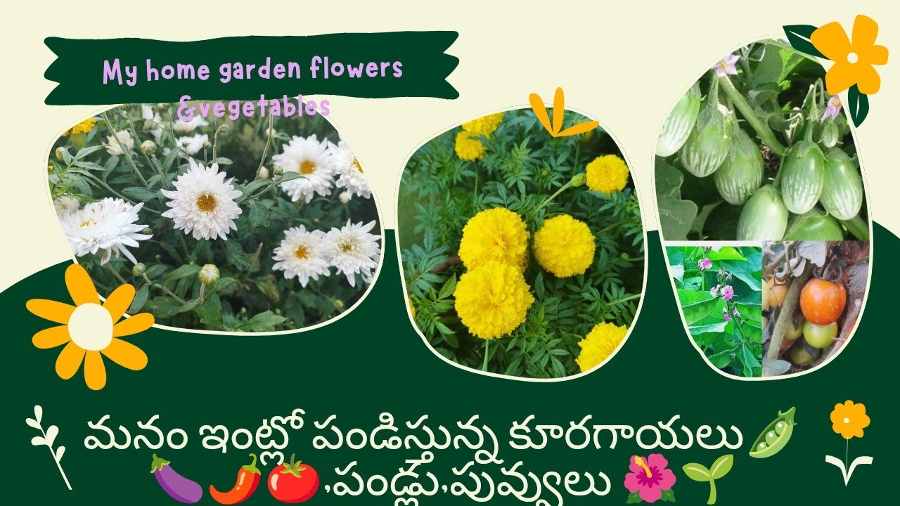 My home gardening Vlog🌱🪴🌴 | మా ఇంట్లో నాటుకున్న కూరగాయలు, పండ్లు, పూలు మొక్కల్ని చూద్దాం రండి.